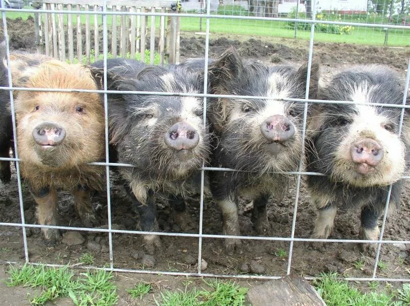 Four guilty KUnekune rooters