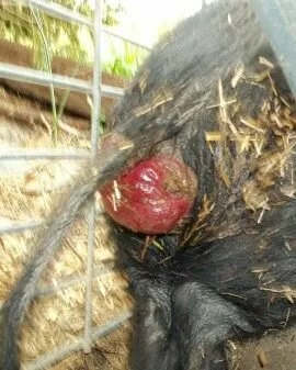 prolapsed rectum in a potbelly